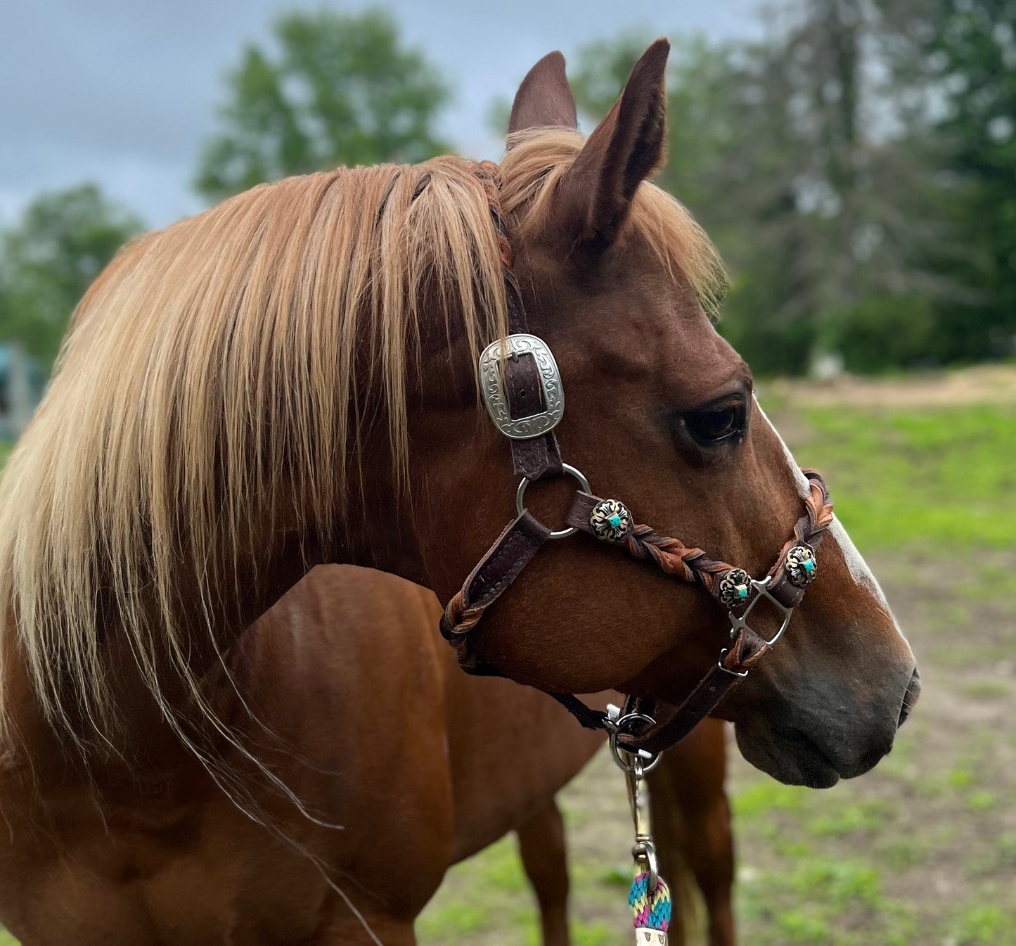 Super Soft Leather Halter