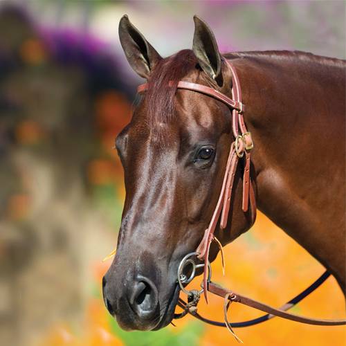 Bob Avila Double Buckle Headstall with Double Ring Snaffle