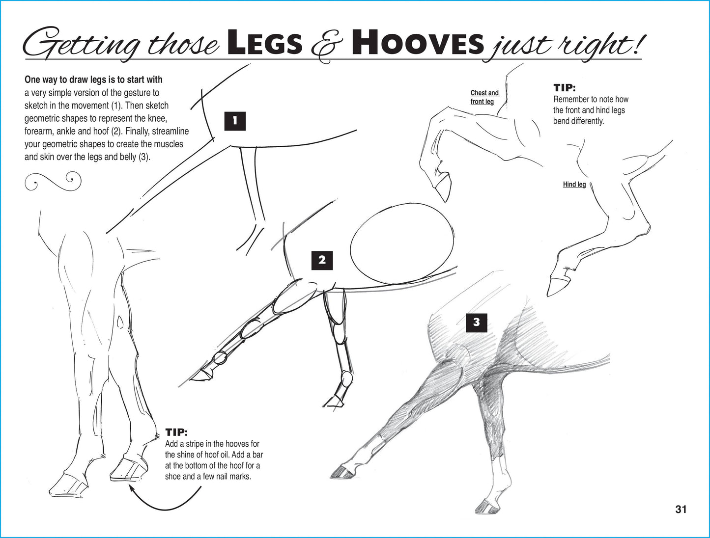 Art Book Horse Equestrian / Anyone Can Draw Horses / All age